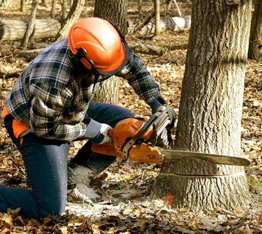 Tree Removal in Sea Cliff, NY